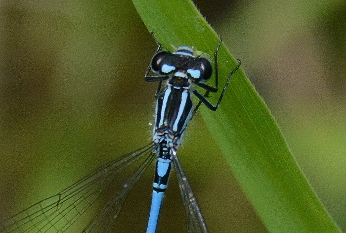 Coenagrion puella ?